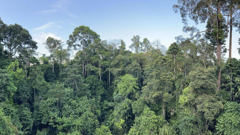 Source-feed image associated with Giant trees have tricks to work around drought