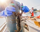 Source-feed image associated with Lobsters and acidic seas: can shellfish help neutralise one of the greatest threats to the ocean?