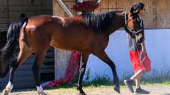 Source-feed image associated with More than a dozen horses killed in New York barn fire