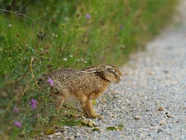 Source-feed image associated with 4th case of 'rabbit fever' reported in New York. Here's what to know
