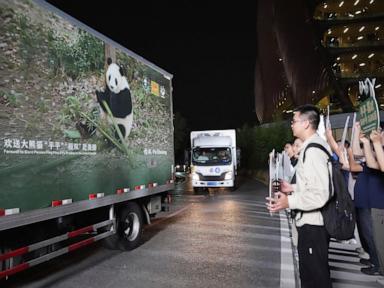 Image from linked report: 2 giant pandas set off to Atlanta zoo from China after Xi-Trump summit