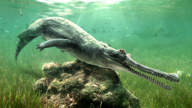 Image from linked report: An extinct crocodilian was found among rocks that built the Great Sphinx