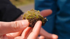 Source-feed image associated with 'Killer fungus' could be good news for habitats decimated by invasive moss