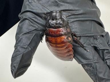 Source-feed image associated with Australian cockroach kingpin caught with 100,000 illegal insects in record bug bust