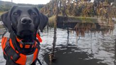 Image from linked report: Dog that hunts invasive 'sea vomit' honoured as animal of the year