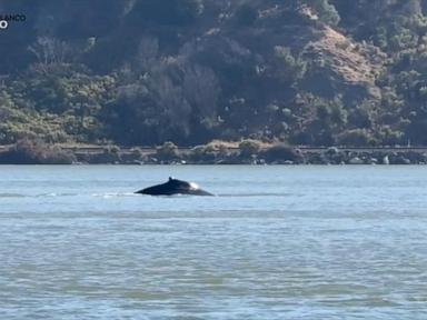 Source-feed image associated with WATCH: Wayward whale sparks excitement in Northern California