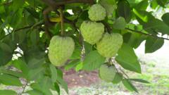 Source-feed image associated with The rise of the fruit that tastes like custard