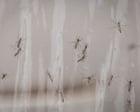 Source-feed image associated with Debugging: Google requests permission to release 32m mosquitoes in California and Florida
