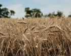 Source-feed image associated with US wheat farmers navigate uncertainty amid drought and geopolitical chaos