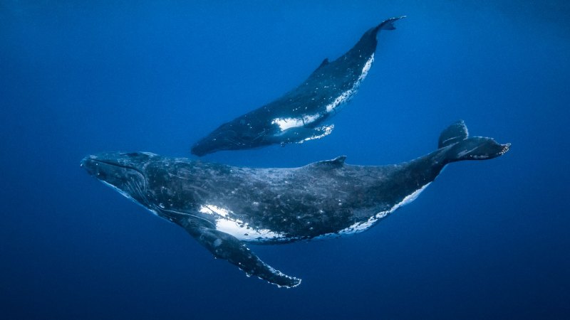 Source-feed image associated with This humpback whale hunting strategy has been out of sight — until now