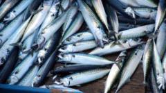 Source-feed image associated with 'Skimpflation' warning as tinned mackerel alternative hits more supermarket shelves
