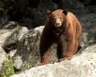 Image from linked report: Dog dies trying to protect northern California couple from bear attack