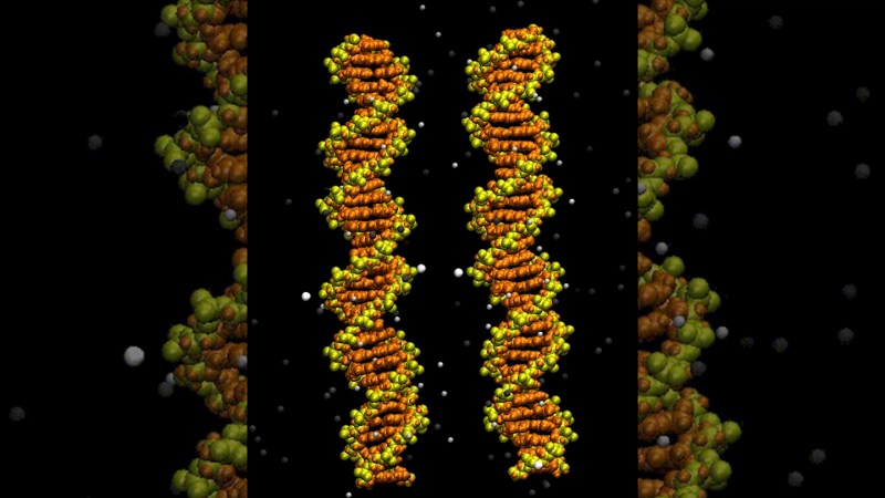 Image from linked report: See the secret to DNA hookups