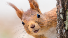 Source-feed image associated with Concerns raised over impact of quad bikes on wildlife