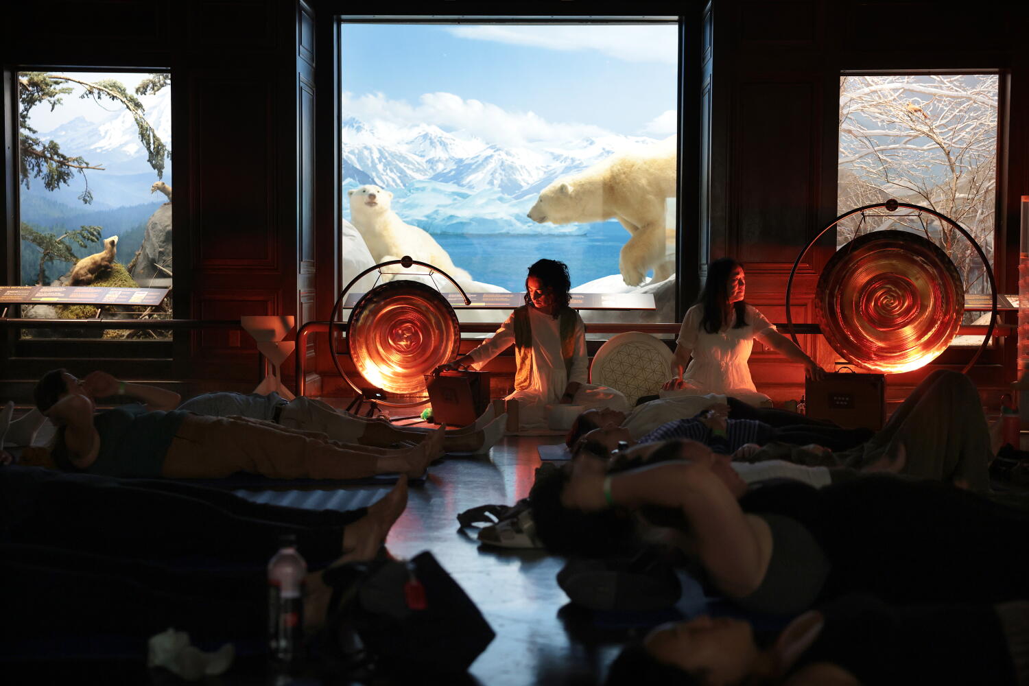 Source-feed image associated with Taxidermy sound bath? How an unconventional idea works at the Natural History Museum