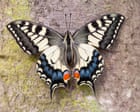 Source-feed image associated with British swallowtail split from European cousins much earlier than thought, study finds