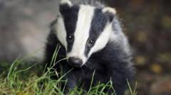 Source-feed image associated with Gaps in evidence on vaccinating badgers against TB, researchers say