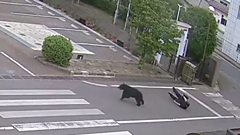 Source-feed image associated with Watch: Man attacked by bear at steel works in Japan