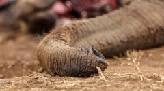 Source-feed image associated with Four arrested over suspected poisoning of elephants in Kenya