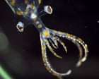 Source-feed image associated with ‘Chock full of incredible animals’: marine expedition uncovers 31 new species in two weeks
