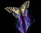 Image from linked report: All of a flutter: how butterflies avoid being a predator’s lunch