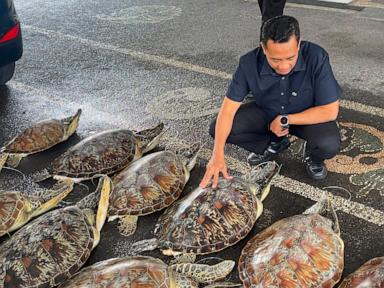 Source-feed image associated with Police in Bali foil an attempt to trade protected 21 live green sea turtles