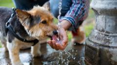 Source-feed image associated with What are the signs of heatstroke in dogs?