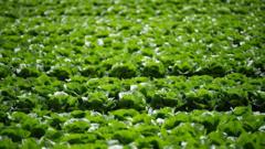 Image from linked report: Millions of lettuces ruined by UK aphid outbreak
