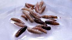 Source-feed image associated with Flesh-eating screwworm arrives in US with first case detected in Texas cattle