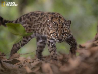 Source-feed image associated with First new feline species in 100 years discovered in Bolivian forest