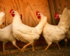 Source-feed image associated with US scientists turn to chickens to sound the alarm as West Nile cases rise