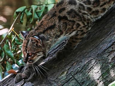 Image from linked report: Tiny wild cat newly identified as a species draws curious visitors in Bolivia