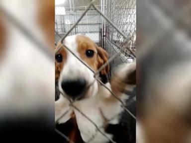 Source-feed image associated with WATCH: Hundreds of dogs rescued as testing facility closes