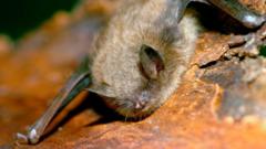 Source-feed image associated with Canadian boy, 11, dies of rabies after waking to bat on his face