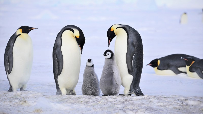 Source-feed image associated with Emperor penguin chicks like these starved. An iceberg may be the cause