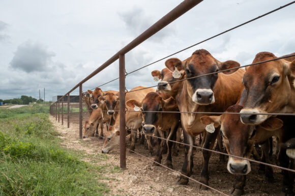Source-feed image associated with Deadly Screwworm Pest Spreads in Texas With Two New Cases