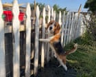 Source-feed image associated with ‘It shatters my heart’: the fosters taking care of stressed former lab beagles