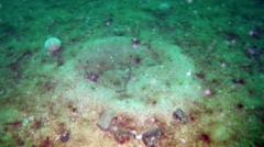 Source-feed image associated with Seabed damaged by fishing showing signs of recovery