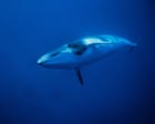 Source-feed image associated with Deepest and most extensive whale graveyard discovered in Indian Ocean