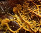 Source-feed image associated with ‘This is dangerous’: slime moulds and the bitter debate over the nature of intelligence