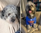 Source-feed image associated with LAPD releases footage of moment officers shot and killed woman’s dog