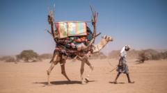 Source-feed image associated with Even camels can't cope: Africa's ships of the desert hit by rising temperatures
