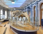 Source-feed image associated with Thar she blows! Hull Maritime Museum resurfaces with a walk-in whale and a ‘monkey mermaid’