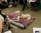 Source-feed image associated with At greyhound life drawing, artists try to tackle complicated shapes