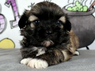 Source-feed image associated with WATCH: Pet cloning boom: Why some owners are paying big to bring pets back