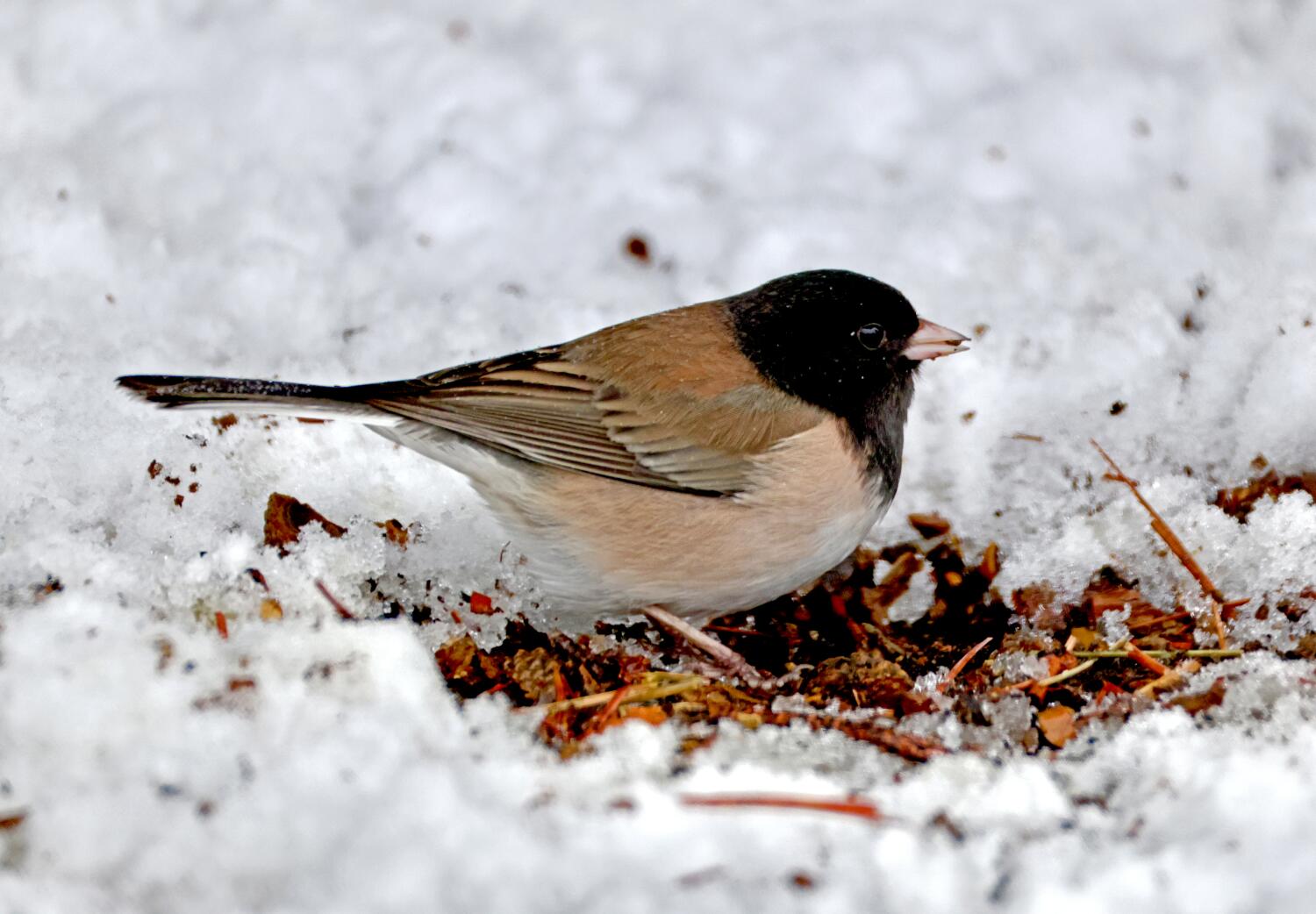 Source-feed image associated with Some birds defy overall plunge in bird numbers