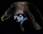 Image from linked report: Wildlife photographer of the year 2026 winners – in pictures