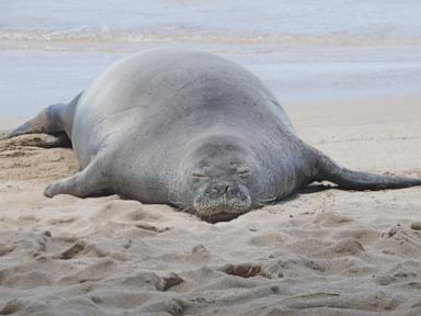 Source-feed image associated with Lawyer says tourist accused of hurling rock at Hawaiian monk seal has been threatened