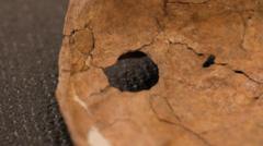 Image from linked report: Was Neanderthal life violent? This wound suggests lethal fighting was more common