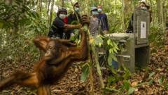 Image from linked report: Orangutans released back into Borneo forest after devastating fires
